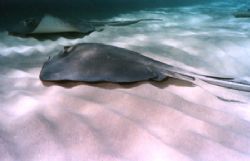 An afternoon at Sting Ray City. This photo was taken with... by Steven Anderson 